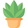 Bonsai