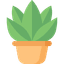 Bonsai
